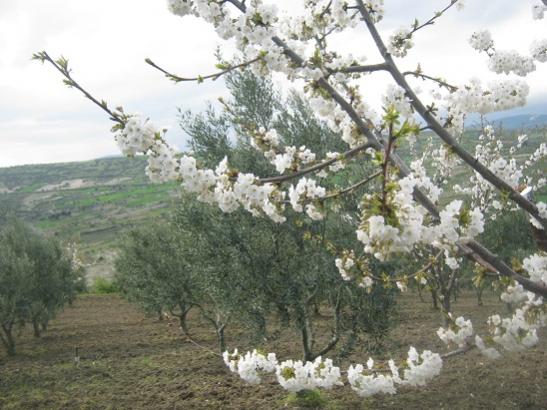 Name:  bahar.jpg
Views: 1359
Size:  46.7 KB