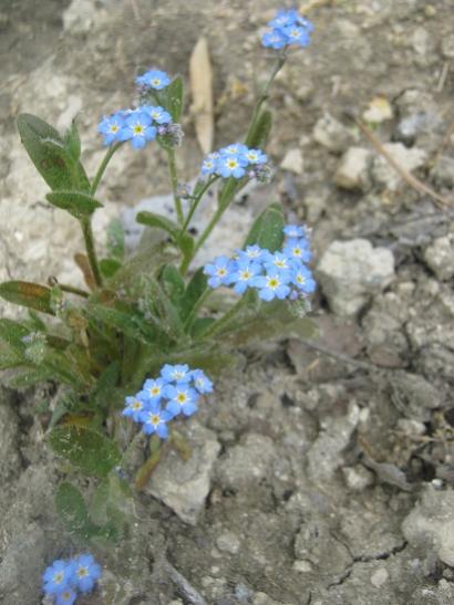 Name:  unutma beni.jpg
Views: 1817
Size:  38.4 KB