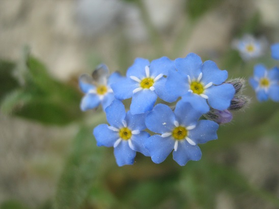 Name:  unutma beni1.jpg
Views: 1610
Size:  59.9 KB