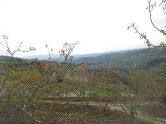Name:  cevizler yapraklanyor1.jpg
Views: 1514
Size:  31.7 KB