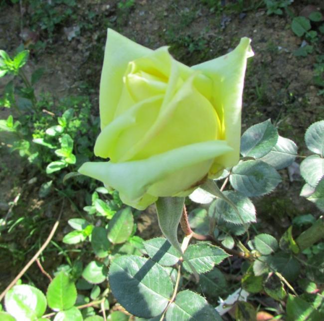 Name:  IMG_2138.jpg
Views: 663
Size:  63.5 KB