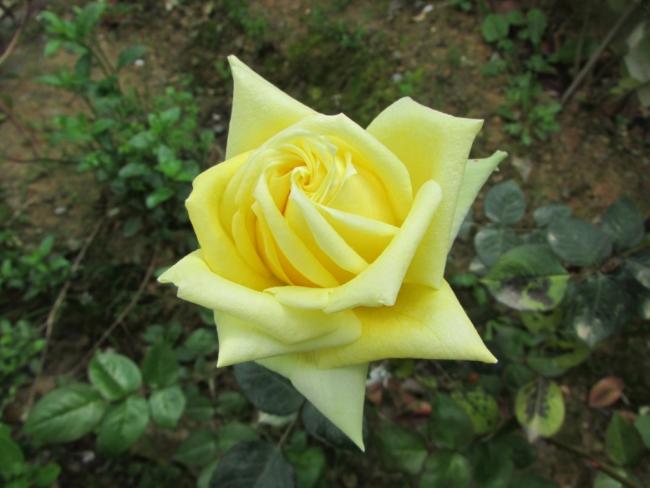 Name:  IMG_2321.jpg
Views: 678
Size:  37.4 KB