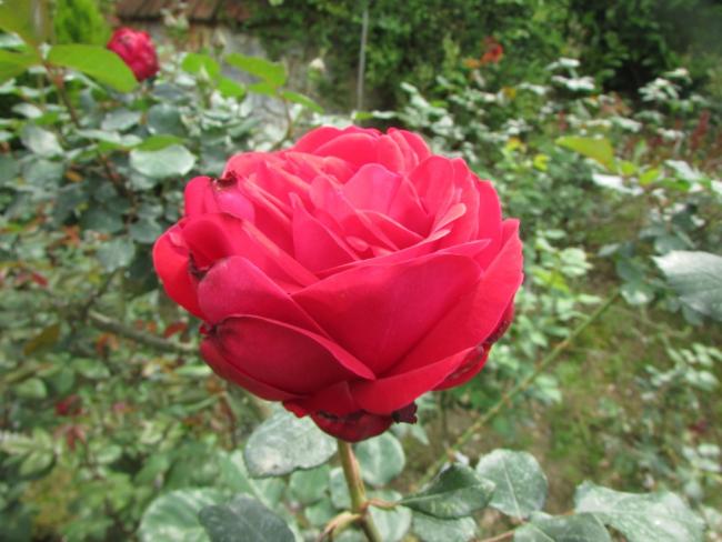 Name:  IMG_2324.jpg
Views: 694
Size:  47.9 KB