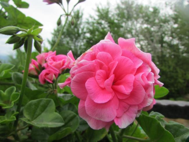 Name:  IMG_2442.jpg
Views: 679
Size:  41.5 KB