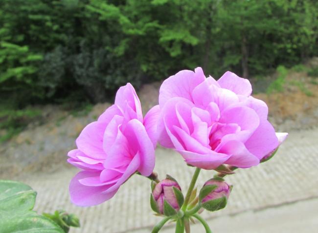 Name:  IMG_2447.jpg
Views: 673
Size:  36.3 KB