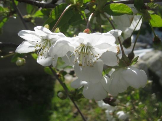 Name:  vine.jpg
Views: 1226
Size:  28.1 KB