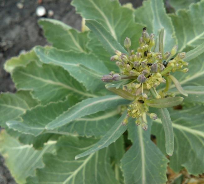 Name:  aviary_1366229985112.jpg
Views: 1022
Size:  40.6 KB