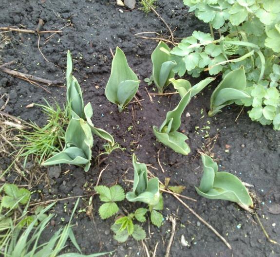 Name:  aviary_1366230032443.jpg
Views: 887
Size:  73.4 KB