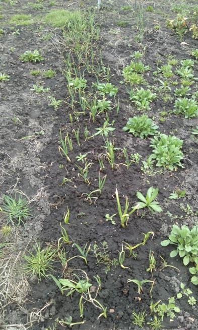 Name:  aviary_1366230078170.jpg
Views: 919
Size:  80.7 KB