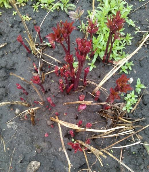 Name:  aviary_1366230176312.jpg
Views: 943
Size:  76.4 KB