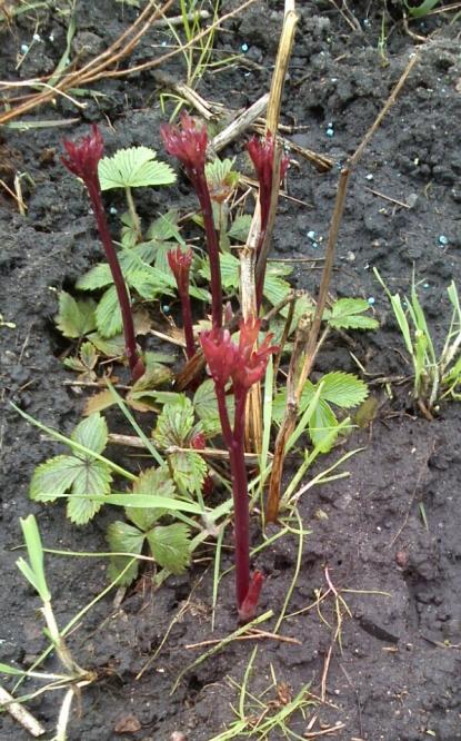 Name:  aviary_1366230215233.jpg
Views: 902
Size:  76.2 KB