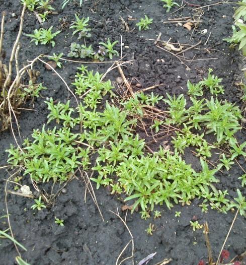 Name:  aviary_1366230122059.jpg
Views: 956
Size:  77.9 KB