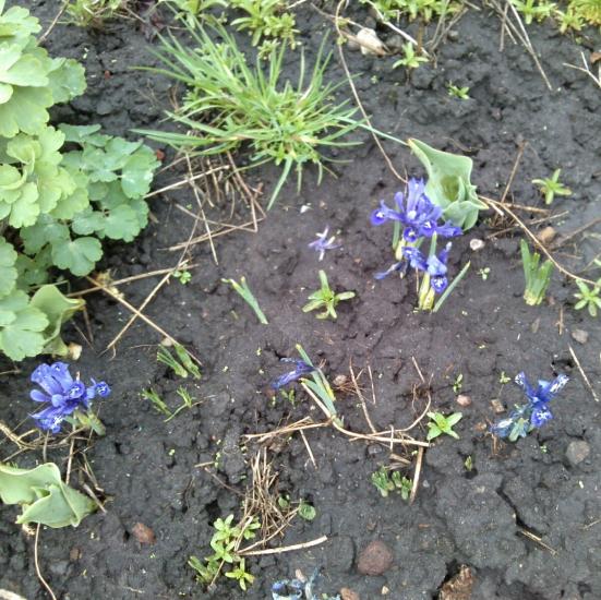 Name:  aviary_1366230240120.jpg
Views: 992
Size:  74.1 KB