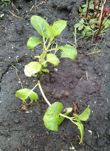 Name:  aviary_1366230285650.jpg
Views: 952
Size:  77.2 KB