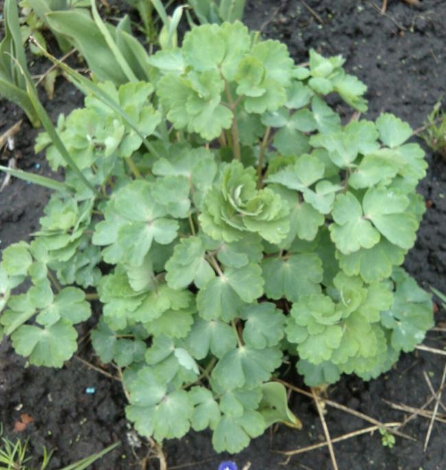 Name:  aviary_1366230334168.jpg
Views: 1059
Size:  62.9 KB