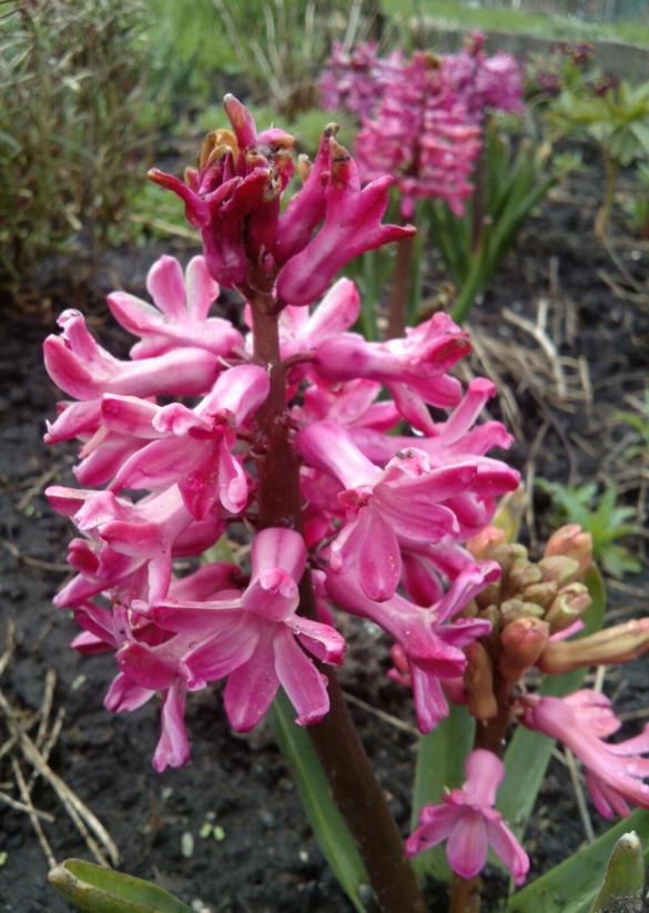 Name:  aviary_1366230403442.jpg
Views: 922
Size:  74.2 KB