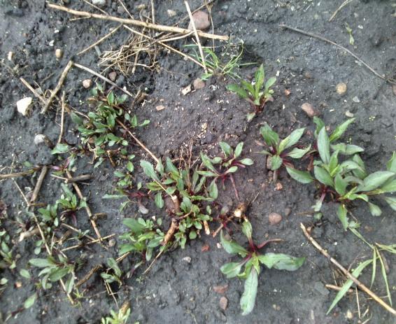 Name:  aviary_1366230624397.jpg
Views: 635
Size:  72.7 KB