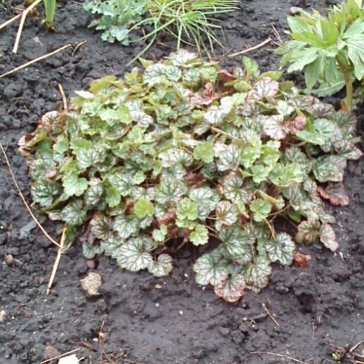 Name:  aviary_1366230663795.jpg
Views: 665
Size:  68.1 KB