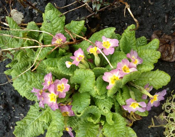 Name:  aviary_1366230766403.jpg
Views: 654
Size:  71.6 KB