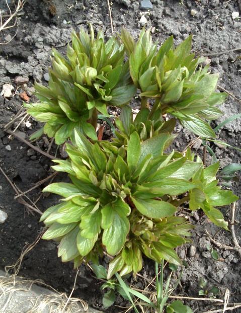 Name:  aviary_1366230850571.jpg
Views: 783
Size:  78.5 KB