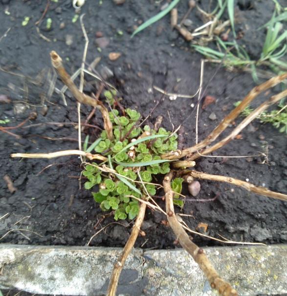 Name:  aviary_1366230897913.jpg
Views: 907
Size:  73.8 KB