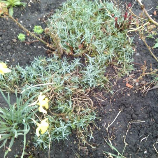 Name:  aviary_1366230968196.jpg
Views: 868
Size:  76.6 KB