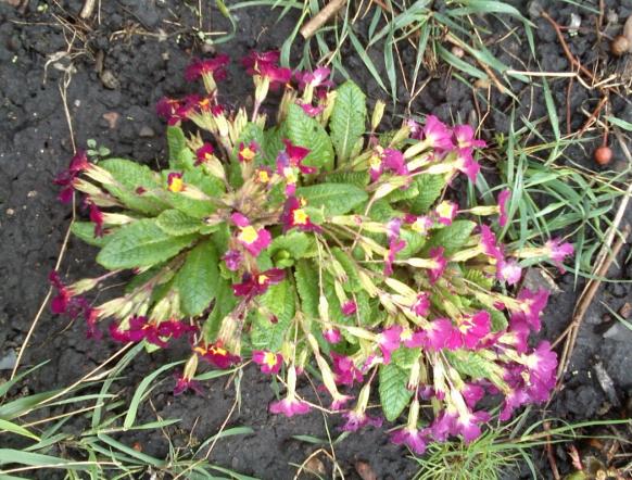 Name:  aviary_1366231038136.jpg
Views: 921
Size:  73.5 KB