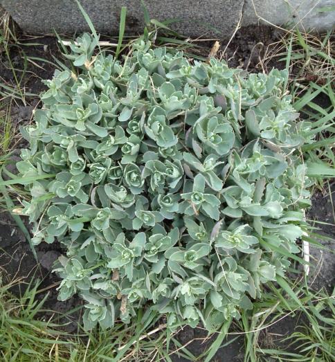 Name:  aviary_1366231077607.jpg
Views: 909
Size:  77.8 KB