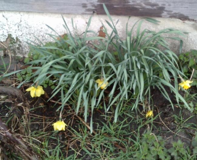 Name:  aviary_1366231132828.jpg
Views: 641
Size:  66.8 KB