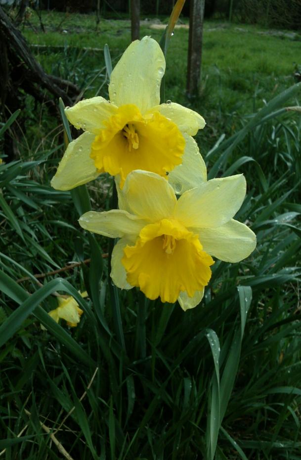 Name:  aviary_1366231174636.jpg
Views: 646
Size:  73.2 KB