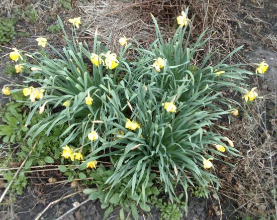 Name:  aviary_1366231231510.jpg
Views: 667
Size:  73.8 KB