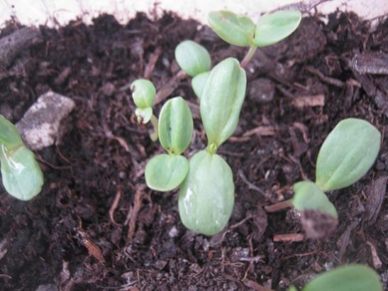 Name:  zinnia.jpg
Views: 1349
Size:  37.2 KB