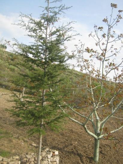 Name:  bahe-himalaya sediri.jpg
Views: 1484
Size:  50.6 KB