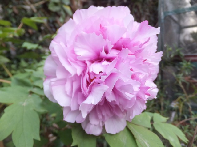 Name:  DSCF3218.jpg
Views: 293
Size:  67.9 KB
