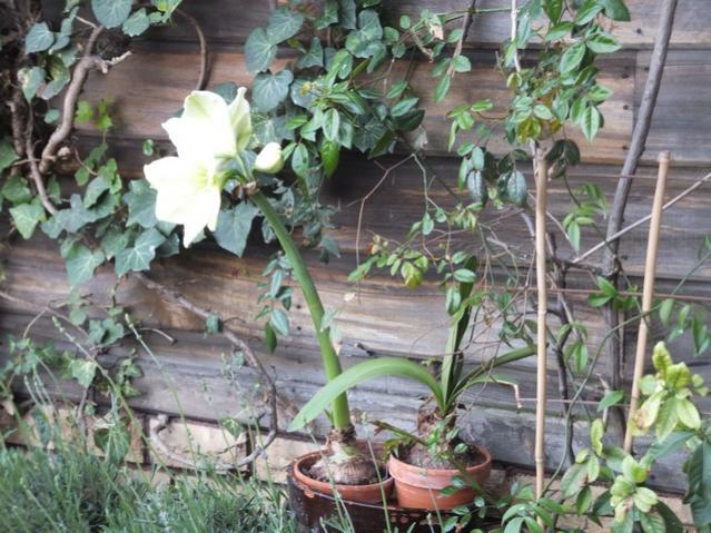 Name:  DSCF3225.jpg
Views: 305
Size:  66.0 KB
