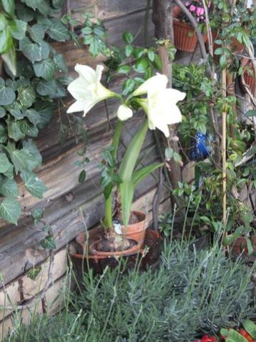 Name:  DSCF3239.jpg
Views: 507
Size:  41.1 KB