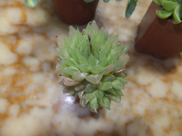 Name:  DSCF3243.jpg
Views: 223
Size:  60.7 KB
