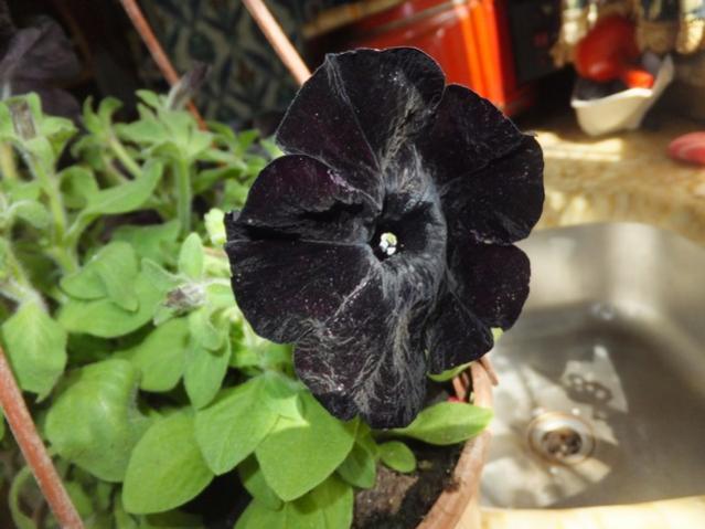 Name:  DSCF3260.jpg
Views: 296
Size:  41.7 KB