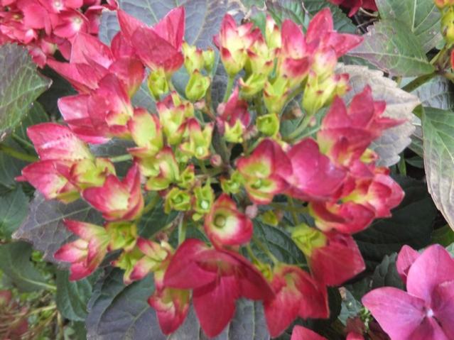 Name:  DSCF3282.jpg
Views: 309
Size:  51.9 KB
