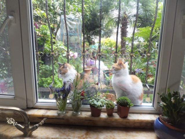 Name:  DSCF3314.jpg
Views: 310
Size:  58.5 KB
