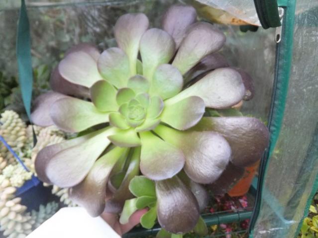 Name:  DSCF3332.jpg
Views: 306
Size:  39.3 KB
