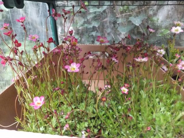 Name:  DSCF3333.jpg
Views: 349
Size:  64.8 KB