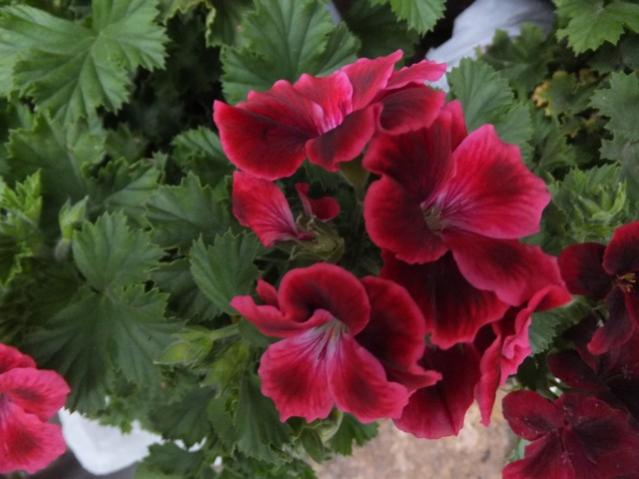 Name:  DSCF3336.jpg
Views: 378
Size:  40.0 KB
