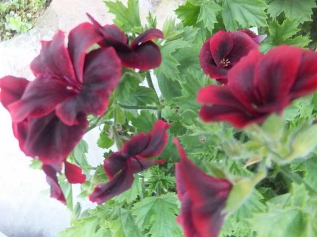 Name:  DSCF3338.jpg
Views: 311
Size:  41.7 KB