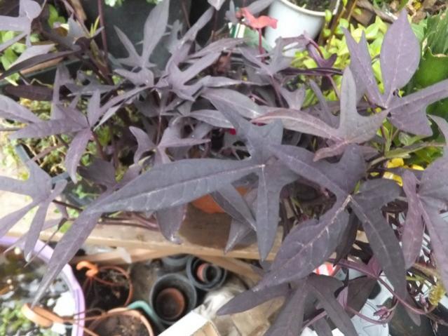 Name:  DSCF3339.jpg
Views: 333
Size:  52.6 KB