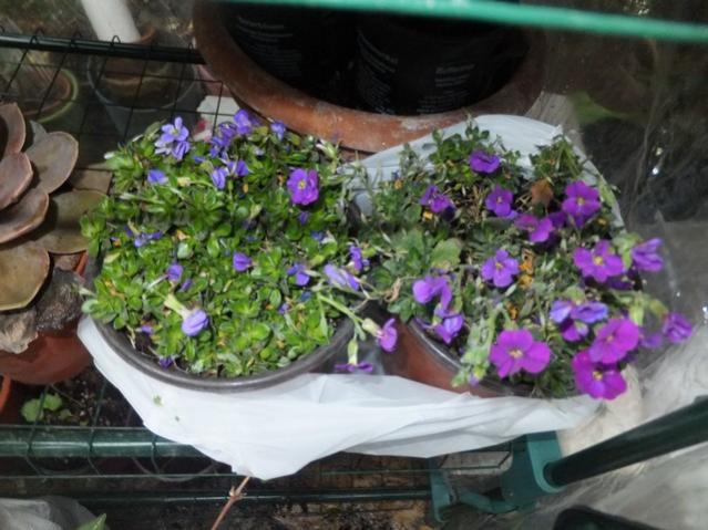 Name:  DSCF3340.jpg
Views: 320
Size:  52.5 KB