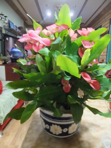 Name:  DSCF3343.jpg
Views: 362
Size:  60.8 KB