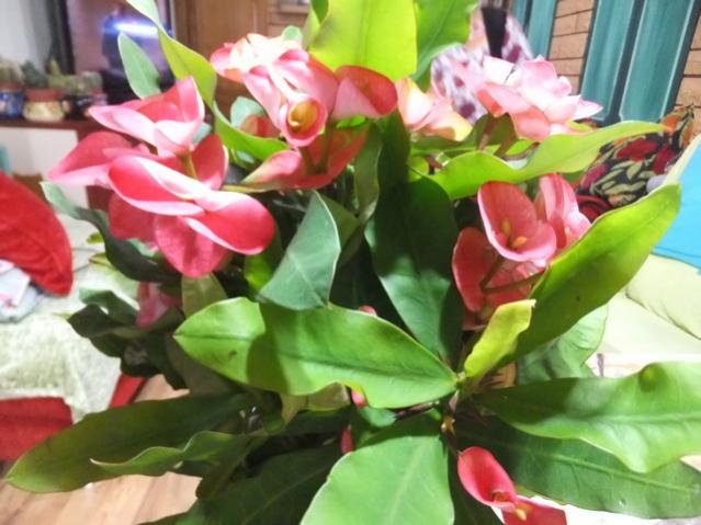 Name:  DSCF3344.jpg
Views: 332
Size:  46.8 KB