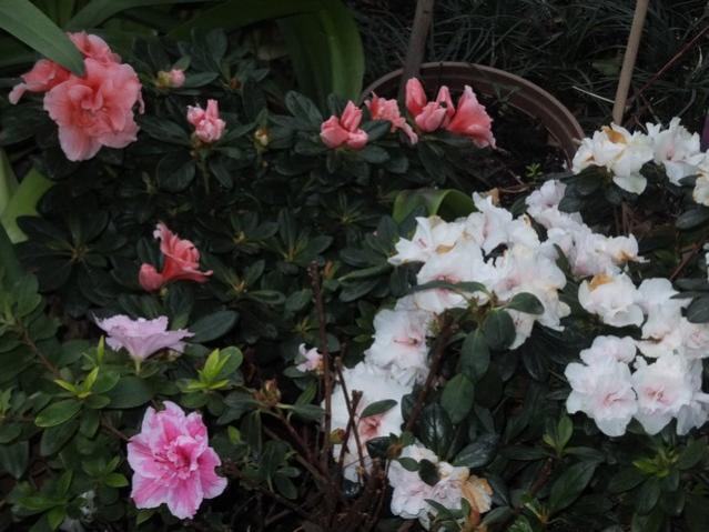 Name:  DSCF3357.jpg
Views: 318
Size:  49.7 KB