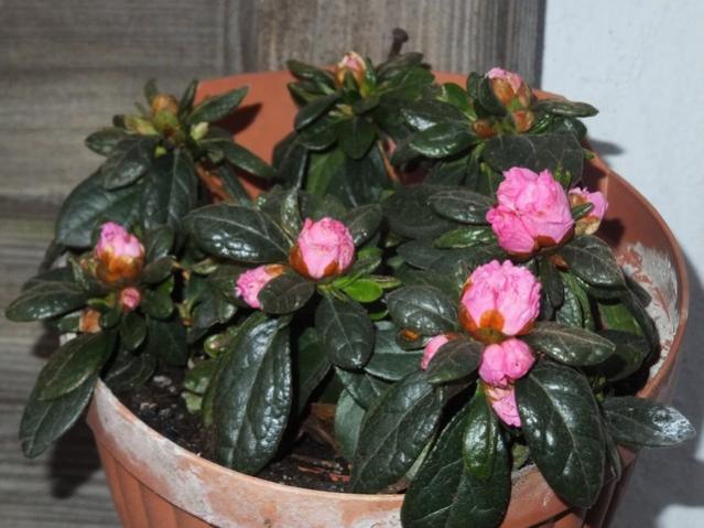 Name:  DSCF3360.jpg
Views: 335
Size:  47.5 KB